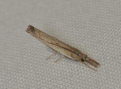 Ptochostola microphaeellus