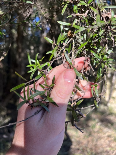 Coprosma linariifolia, photograph 1