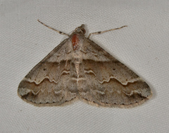 Syneora fractata