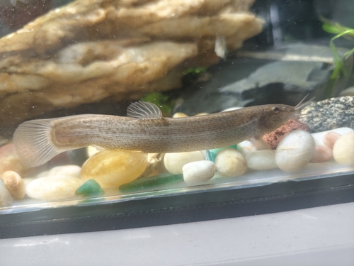 Large-scale Loach