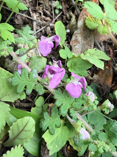 Pedicularis gruina