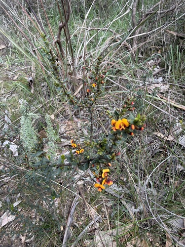 gorse bitter pea