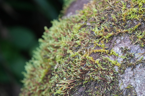 Hedwigia filiformis observed 2026-08-12