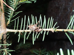 Neduba sierranus