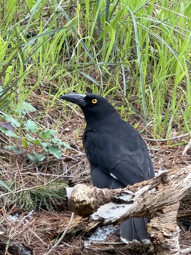 Pied Currawong