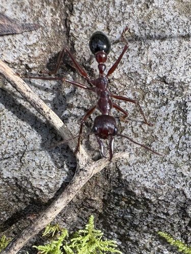 Inchman Ant