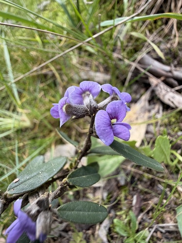 common hovea