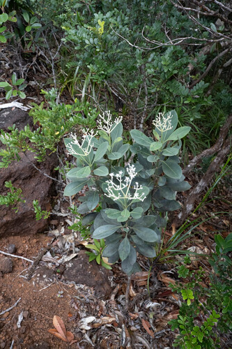 Psychotria observed 2026-08-15