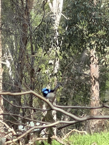 Superb Fairywren