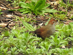 Dasyornis broadbenti