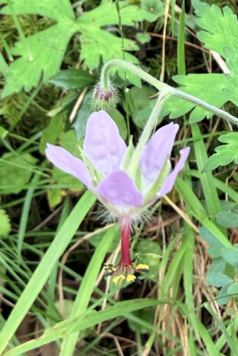 Geranium delavayi