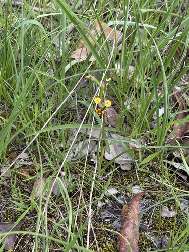Leopard Orchid