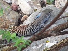 Aspidoscelis scalaris