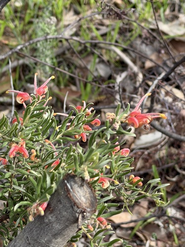 Mountain Grevillea