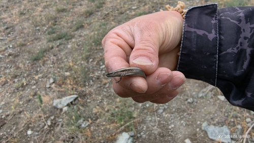 Desert Lidless Skink