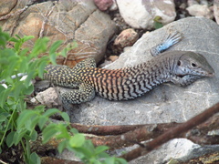 Aspidoscelis scalaris