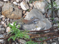 Aspidoscelis scalaris