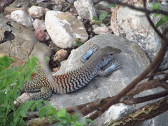 Aspidoscelis scalaris