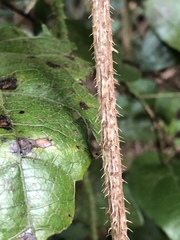 Echinostephia aculeata