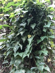 Echinostephia aculeata