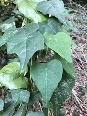 Echinostephia aculeata