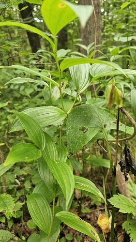 Disporum viridescens, 2026-08-14