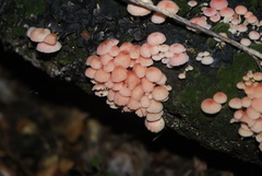 Mycena roseoflava