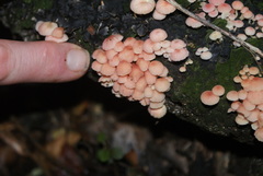 Mycena roseoflava
