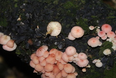 Mycena roseoflava