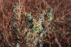 Suaeda fruticosa