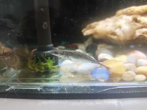 Amur Stickleback