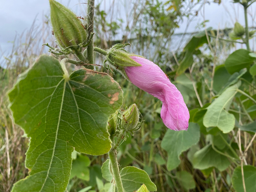 Hibiscus furcellatus observed 2026-08-17