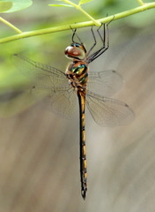 Hemicordulia asiatica