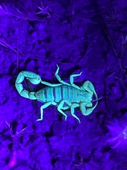 Paruroctonus silvestrii