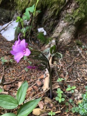 Cardamine pentaphyllos