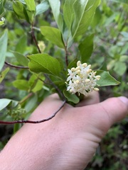 Cornus glabrata