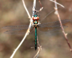 Hemicordulia asiatica