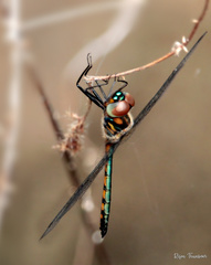 Hemicordulia asiatica