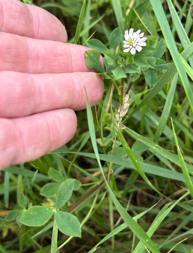 Trifolium resupinatum, photograph 3