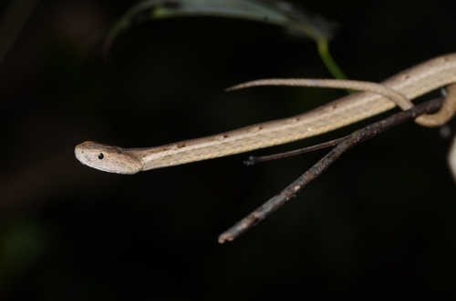 Common Mock Viper