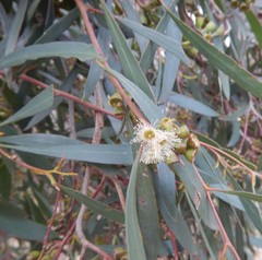 Eucalyptus odorata