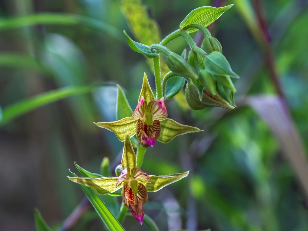 Epipactis gigantea