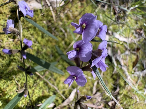 common hovea