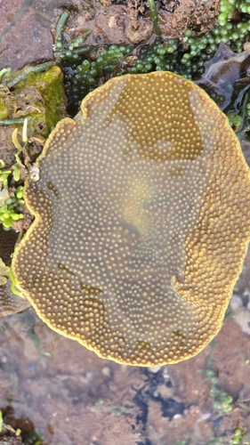 Yellow Scroll Coral