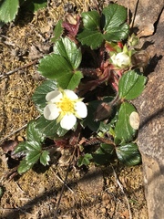 Fragaria chiloensis