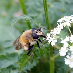 Criorhina floccosa