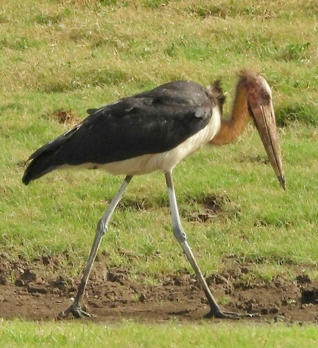 Lesser Adjutant