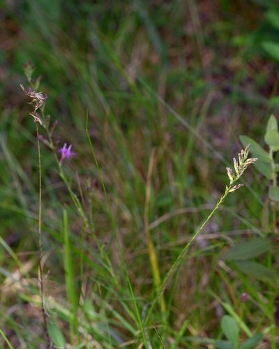 Liatris acidota, photograph 1