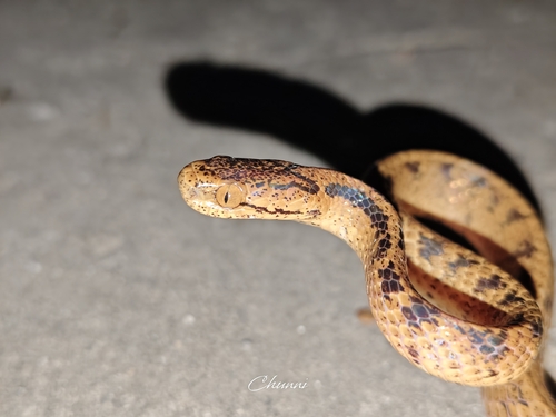 Boulenger's Slug Snake