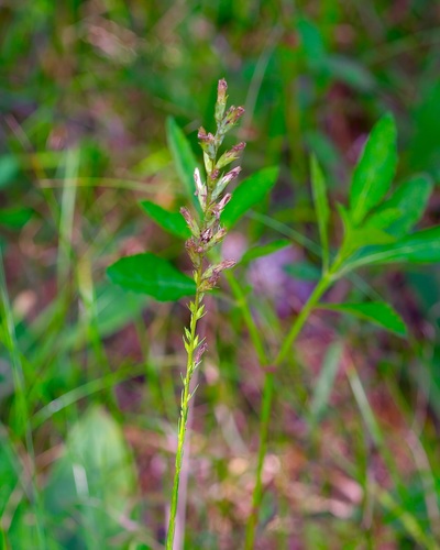 Liatris acidota, photograph 2